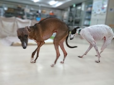 シンクロ👯‍♀️