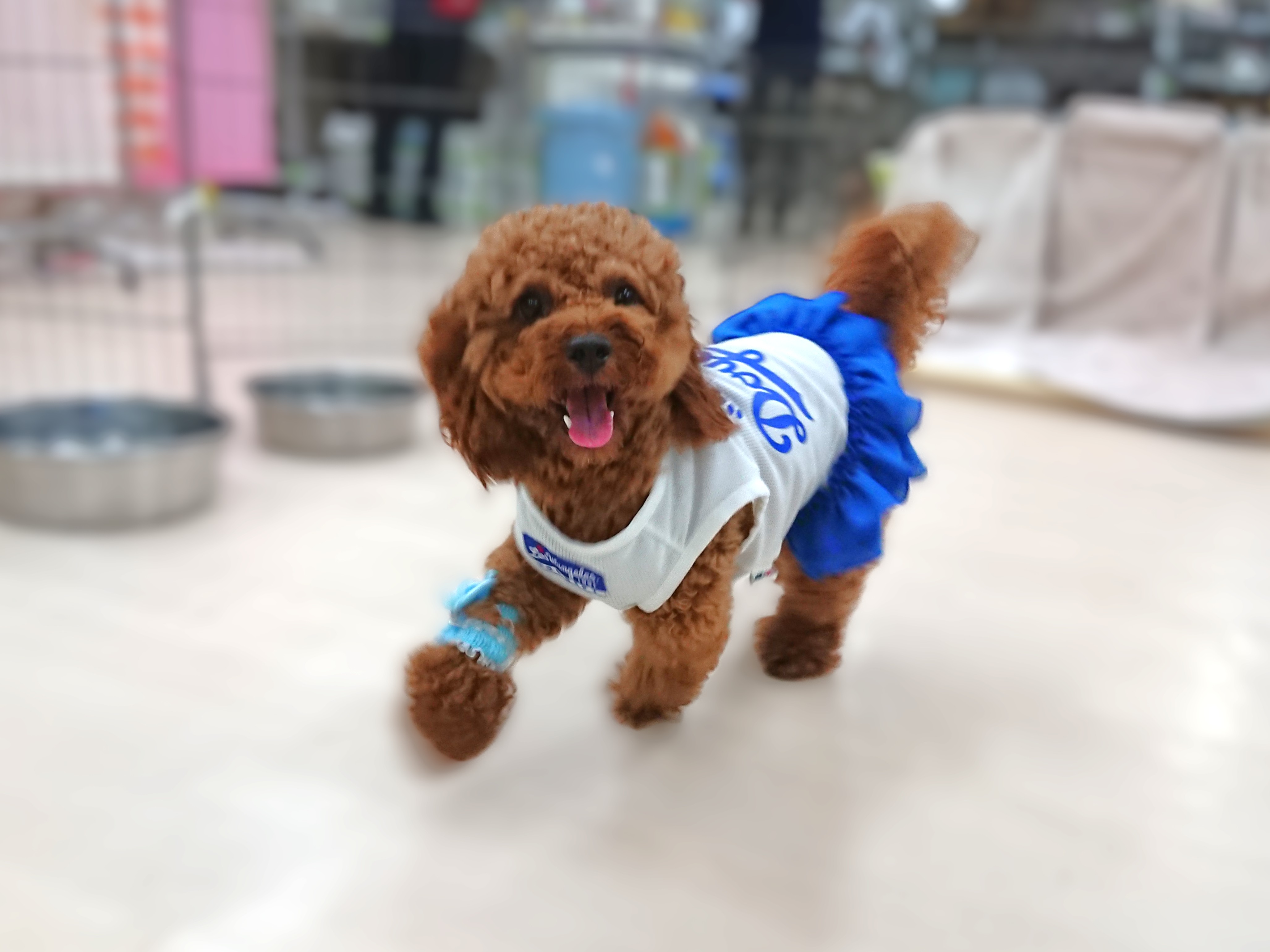 チアリーダー🤸‍♂️🤸‍♂️