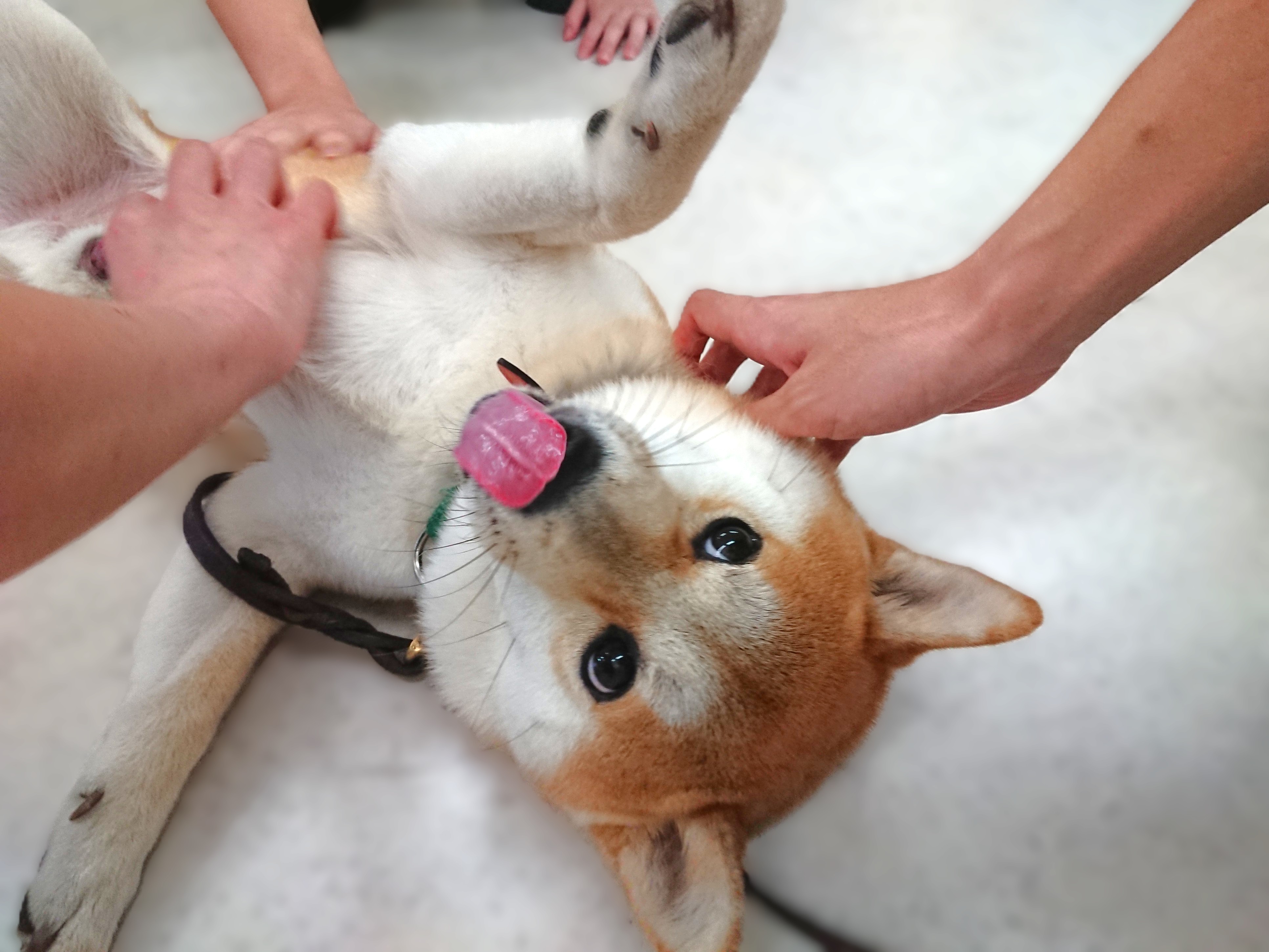 ごろりん🐶