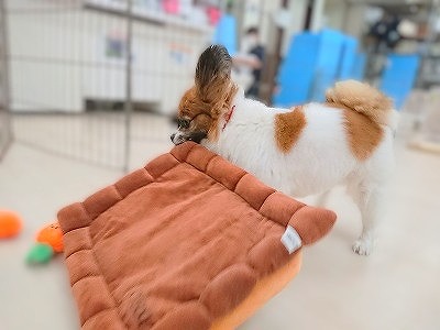 まだ遊んでる途中でしょーがっ❗