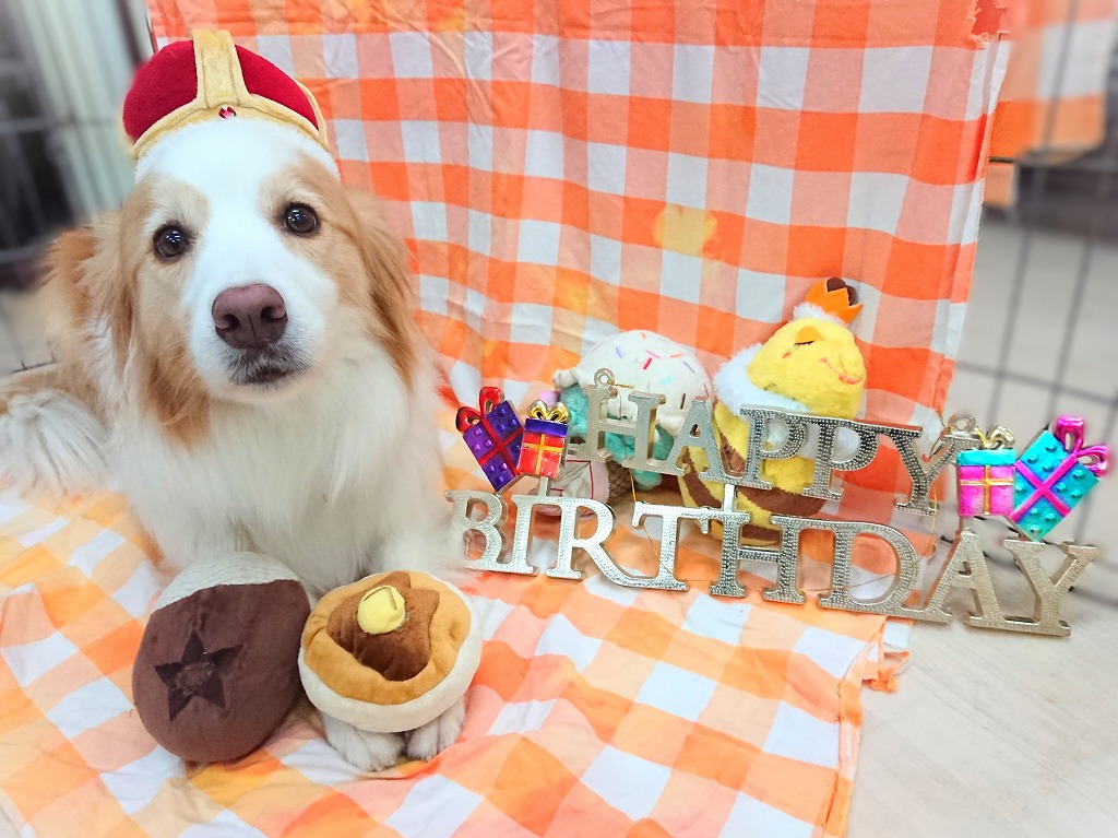 HAPPY BIRTHDAY🎉