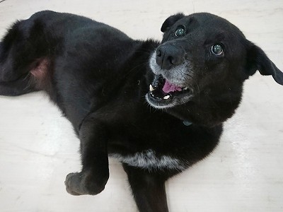 もっとなでて～！