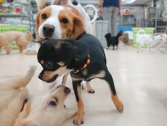 わちゃわちゃ大集合🐕🐕🐕