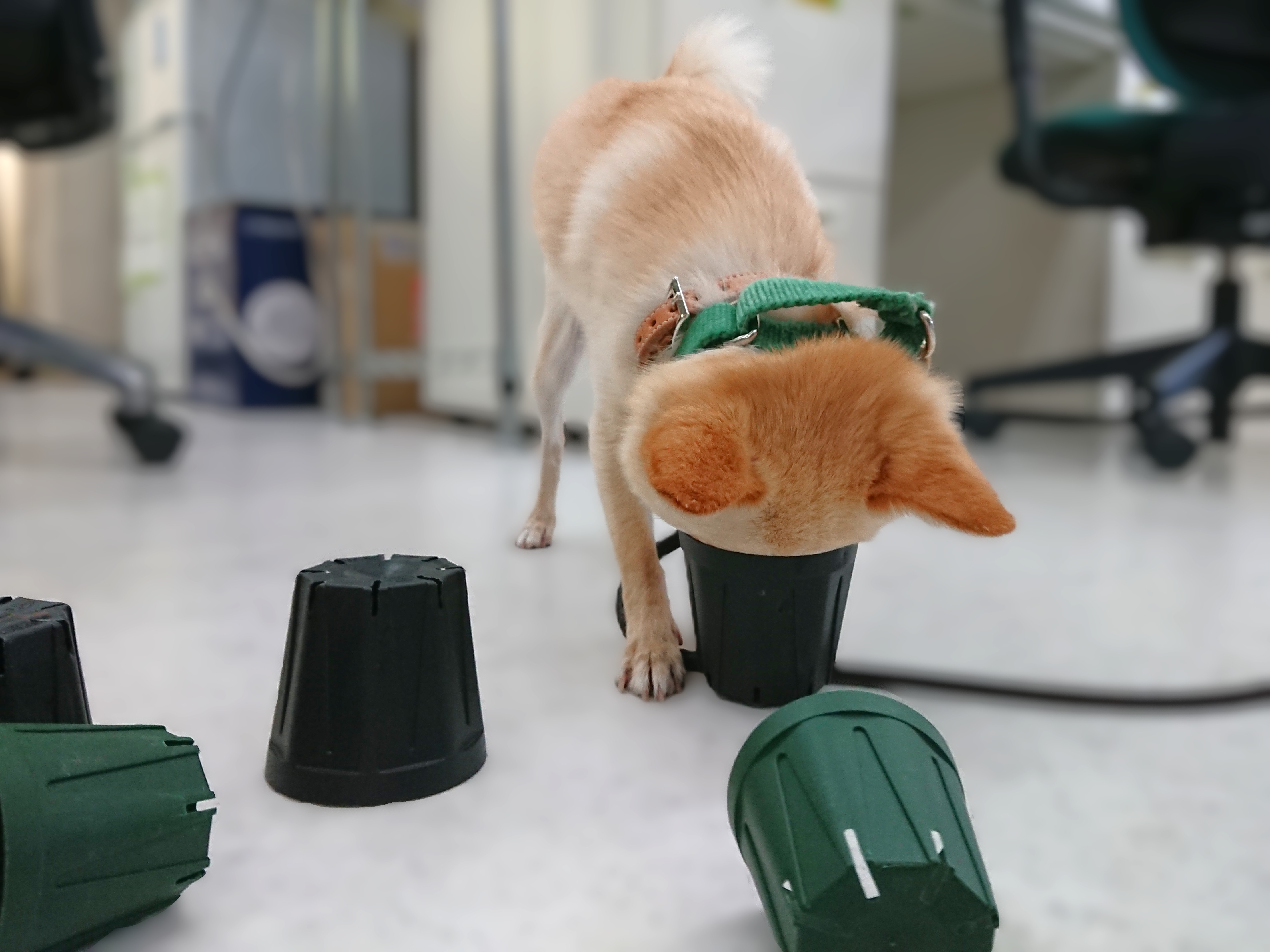 ごはんどこ？？