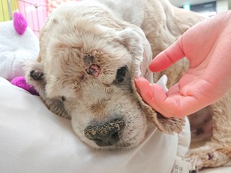 自分の足で🐕