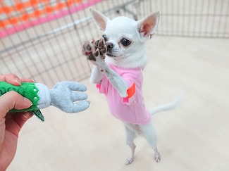 肉球🐾