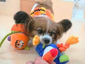 少し早めのハロウィンパーティー🧙‍♀️🎃