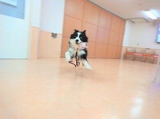 飛べるかも？！