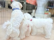 マルチーズ団！