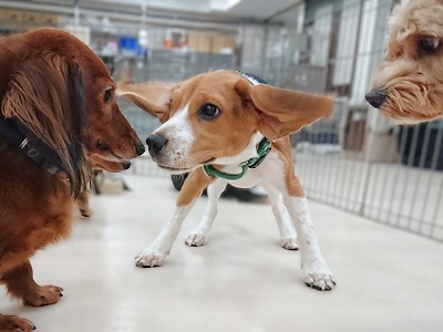 いつの日か🐕🪽