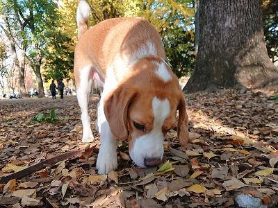 においを嗅いで🐶