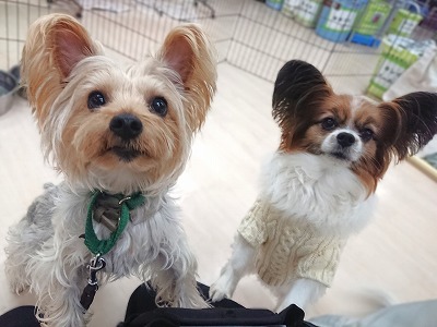 おそろっち🐶�