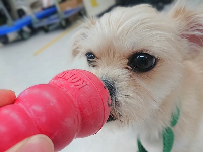 赤鼻トナカイさん🔴