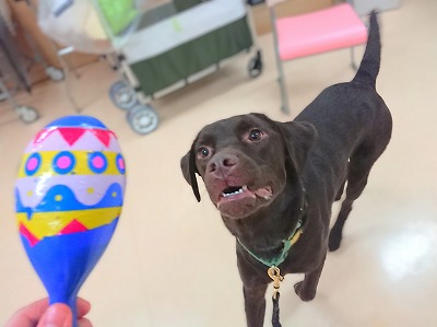 音につられて🪇