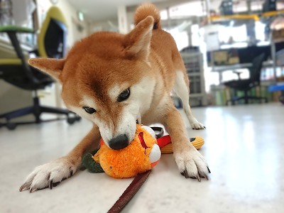 渡すもんかっ！