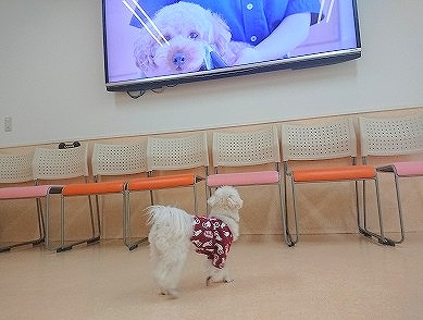 うつるかな・・・