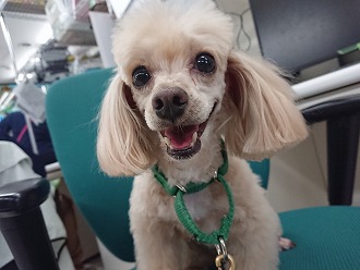 トリミング後のわ・た・し💕