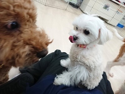 お膝は特等席♪