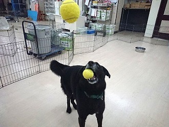 ダブルキャッチ?!