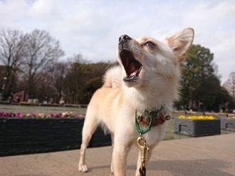 気持ちの良い天気だから🌸🌸