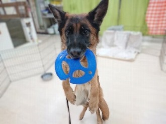 おもちゃ大好き!