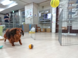 この後どうなるの？