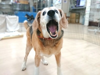 大きく開けて🐶