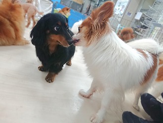 ガンの飛ばしあい⁉️⁉️