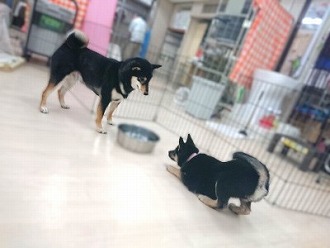 あーそーぼー♪