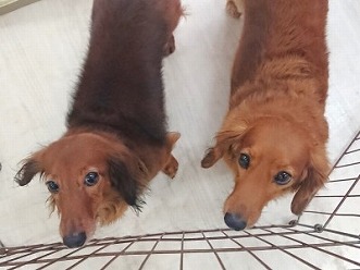 どっちでしょうか！