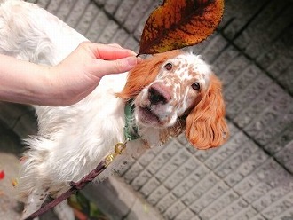 はっぱ！🍃🍂