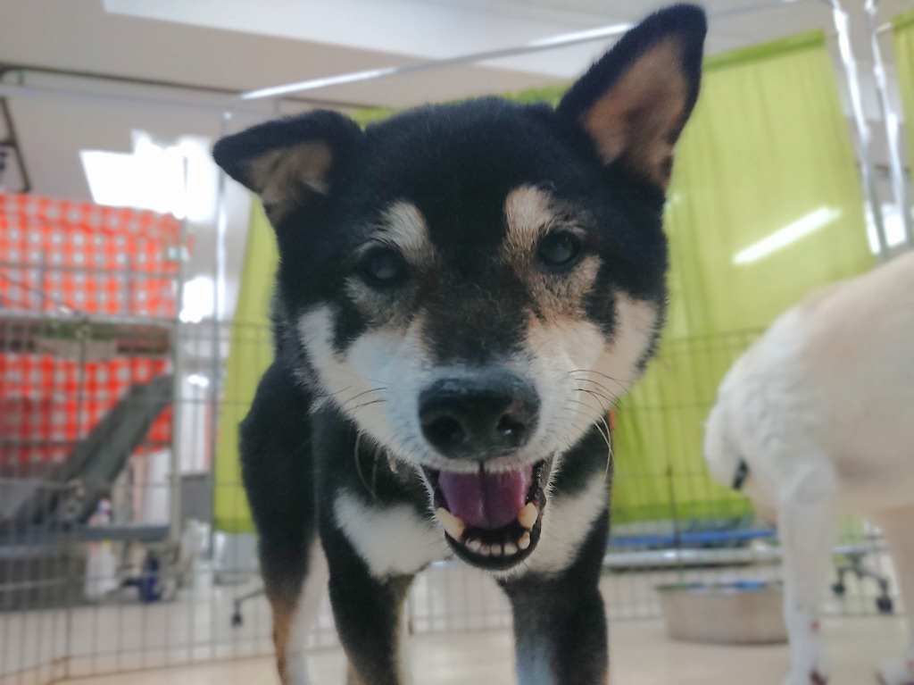 お顔シリーズ🤭
