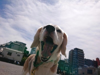 お散歩日和🌞