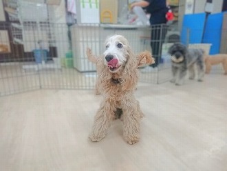合体！