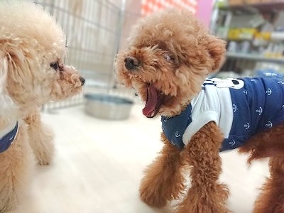 ガォ～