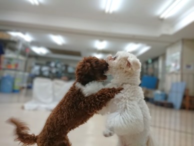 兄弟ワンプロ！