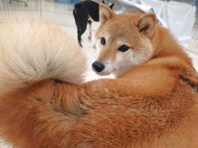 しっぽ置き💕