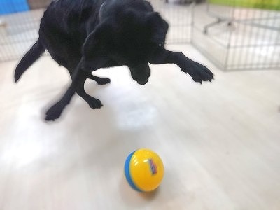 しゅばっ！