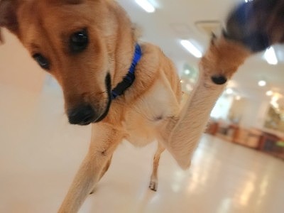 おりゃっ！