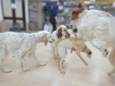 わちゃわちゃ🐾