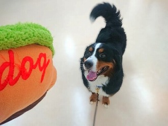 ホットドッグ🌭