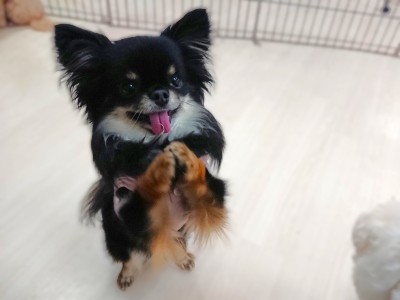 おねがい🥺