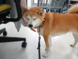 もっと撫でて～✋