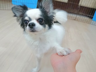シュパッ✨
