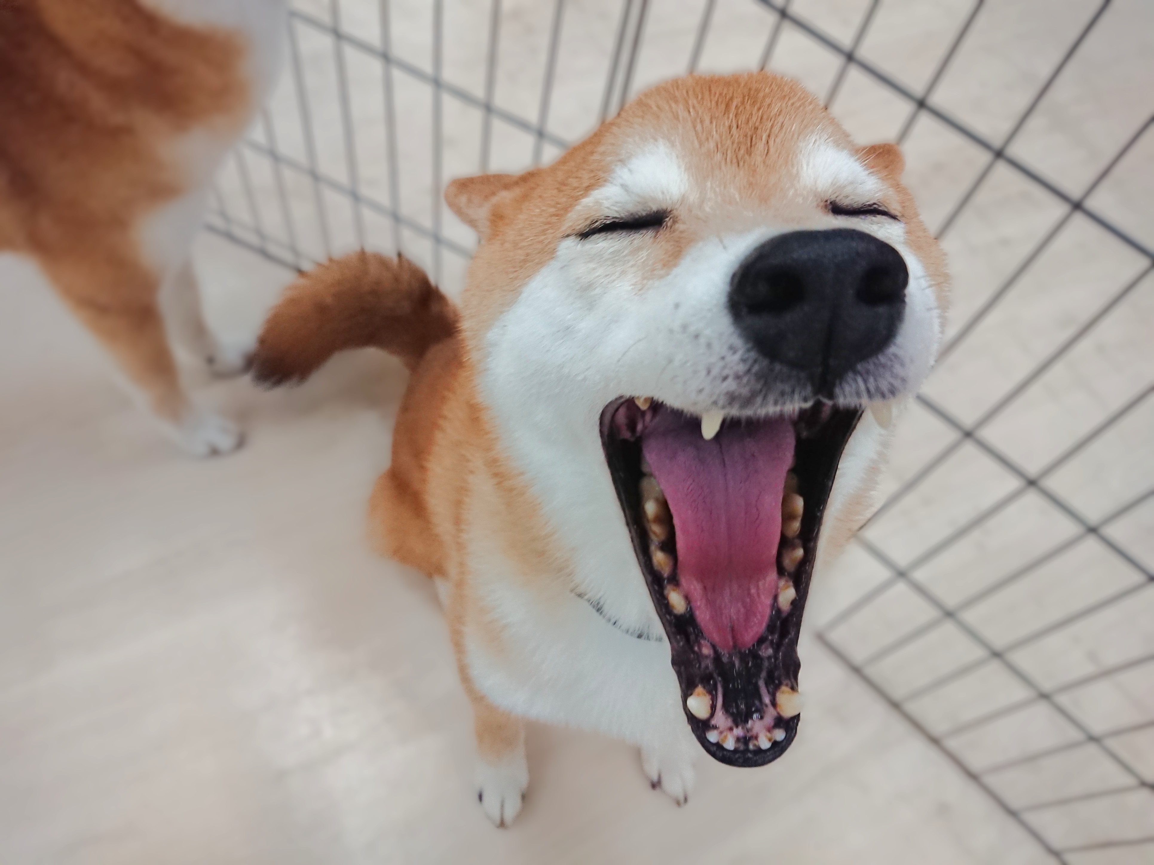 ガオー😬