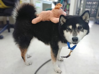 おんぶ🎵おんぶ🎶