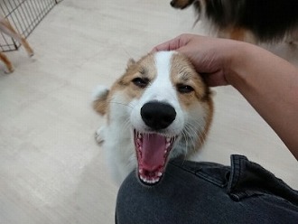 あくび️