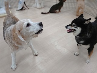 わんわん！ヾ(≧▽≦*)o