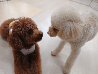 内緒話🐶