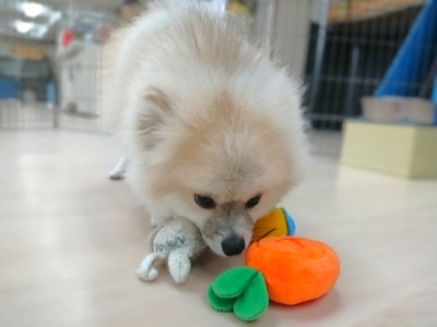 初登園🐕✨